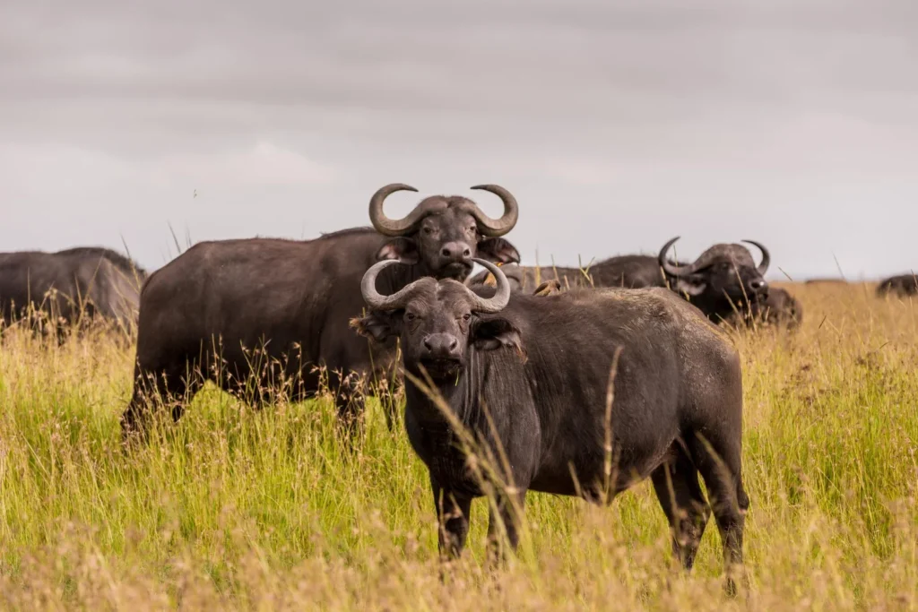 African Buffalo