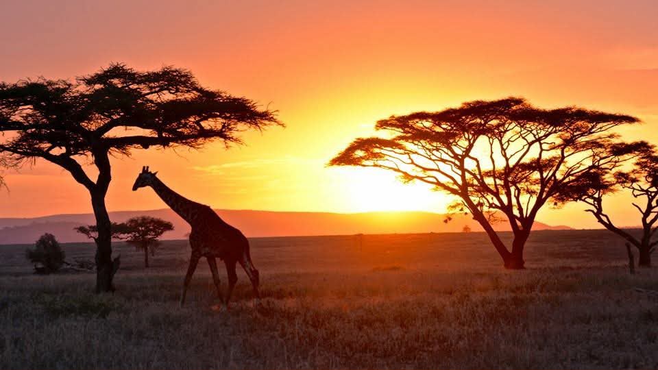 Nyerere (Selous) National Park