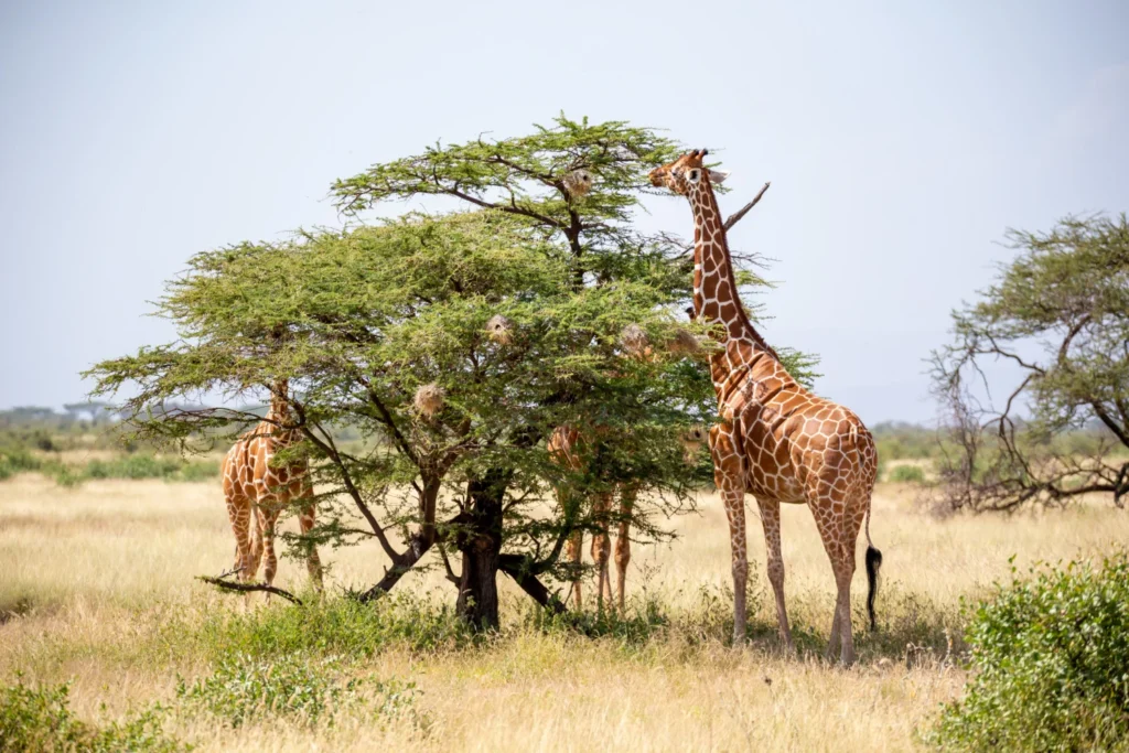 Giraffe