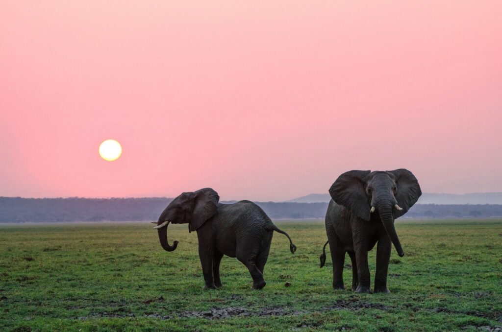 Mikumi Day Trip Safari by SGR Train