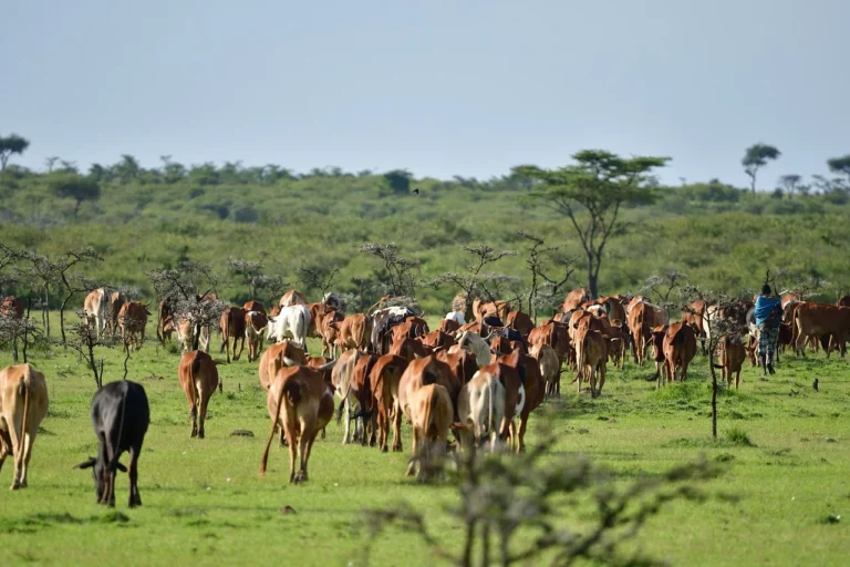 Ngorongoro Crater