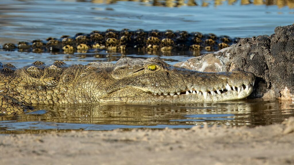 Nile Crocodile