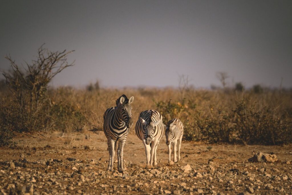 Mikumi National Park