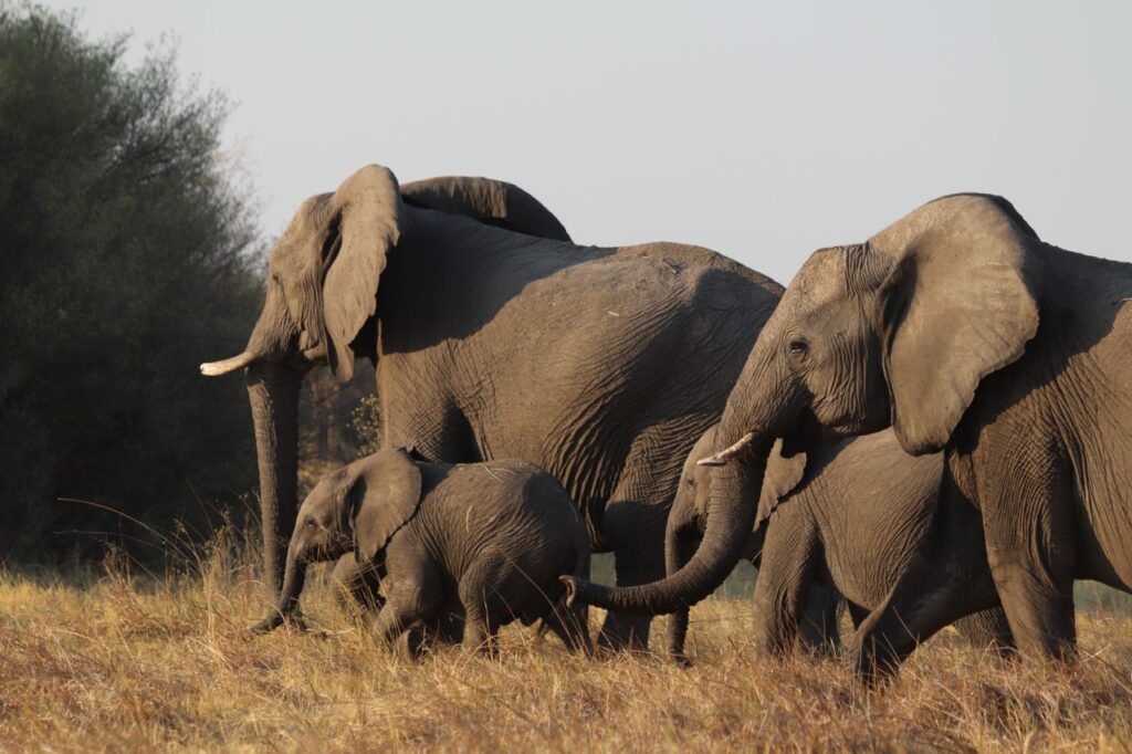 Elephant herd among baobab trees in Ruaha National Park