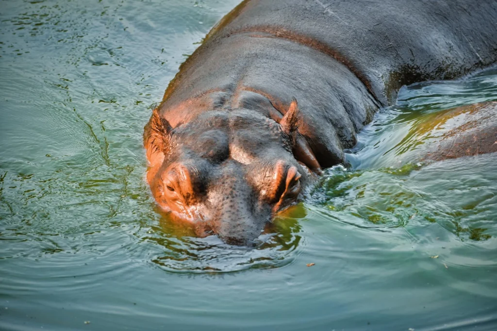 Hippopotamus