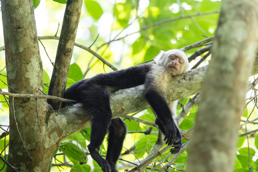Mikumi & Zanzibar Safari and Beach Holiday
