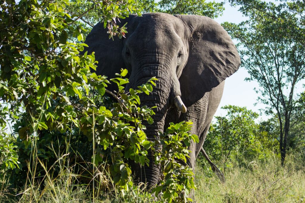 Mikumi National Park
