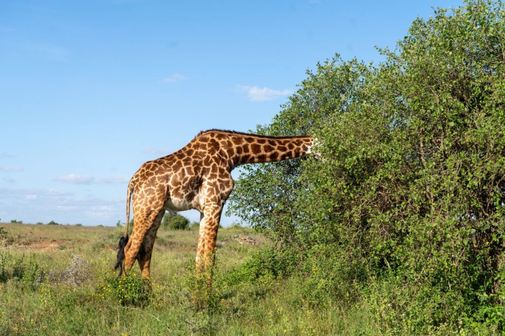 Nyerere National Park Safari (Selous)