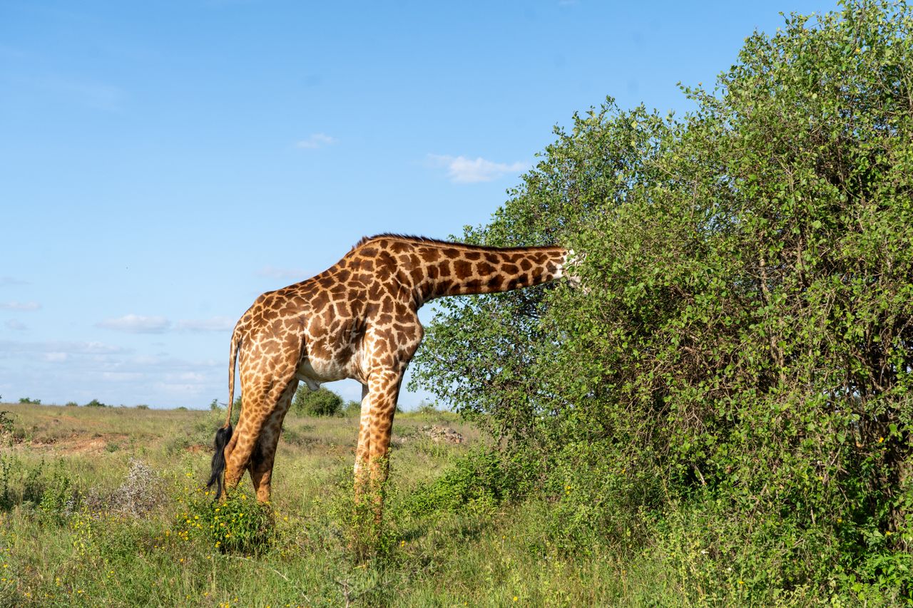Nyerere National Park Safari (Selous) — Tanzania safari itinerary