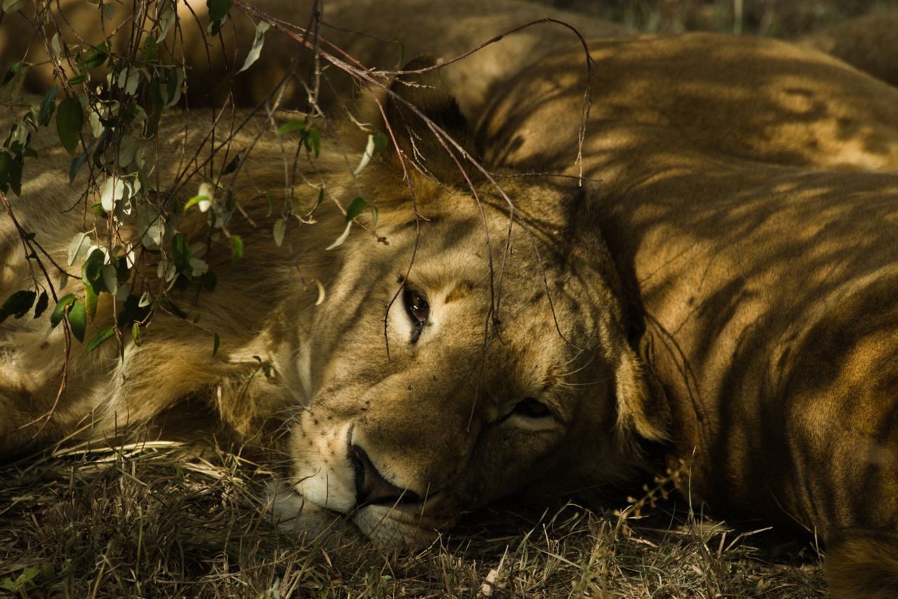 Destinations — Tanzania safari destinations