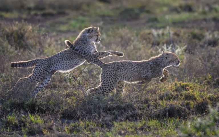 Best Time to Visit Tanzania for a Safari: Month by Month