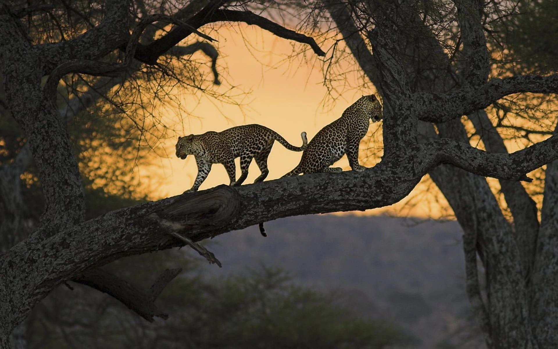 Contact HHM Wildlife Safaris